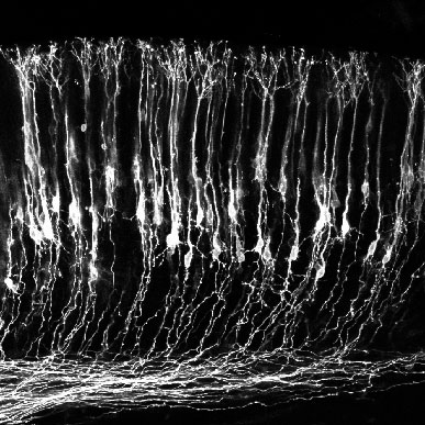 Layers 4